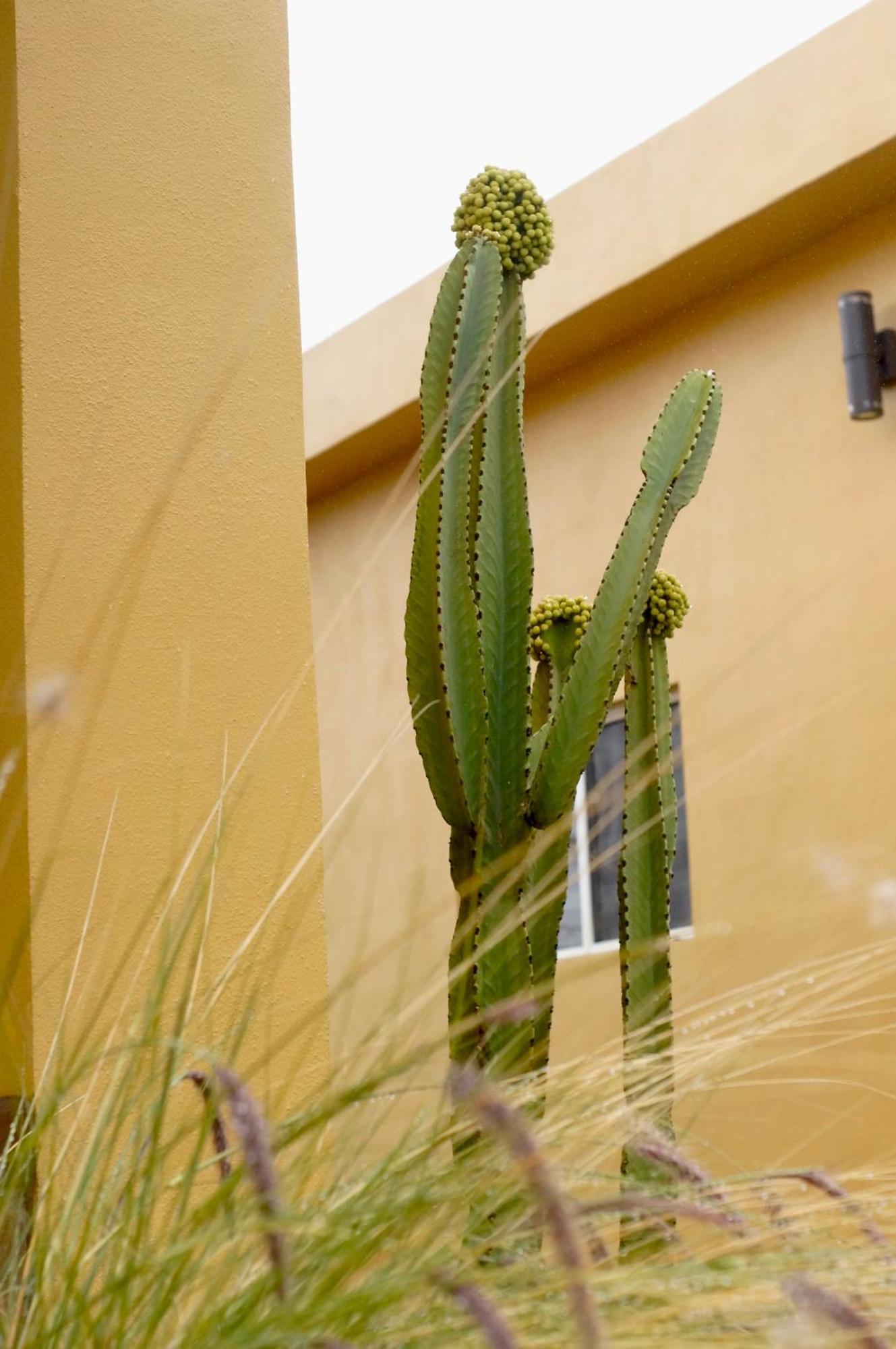 Cozy, Quiet & Pet Friendly Gated Patio Studio Ensenada Exterior foto
